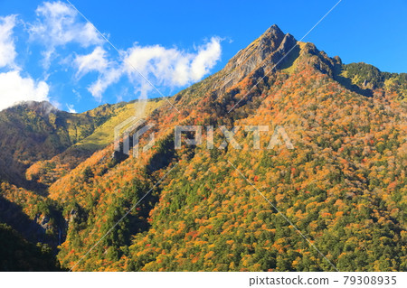 [愛媛縣] 晴空下的石槌山紅葉 79308935