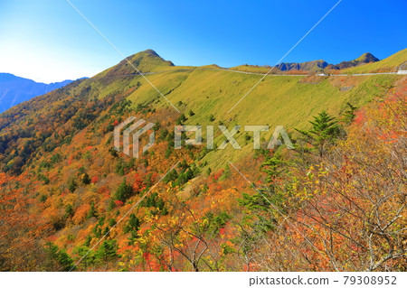 飛碟線的秋葉在晴朗的天氣下（自我放縱的負責人） 79308952