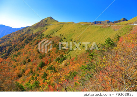 飛碟線的秋葉在晴朗的天氣下（自我放縱的負責人） 79308953