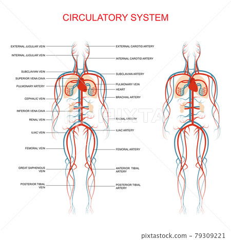 circulatory system, human blood artery circulatory system, human blood artery 79309221
