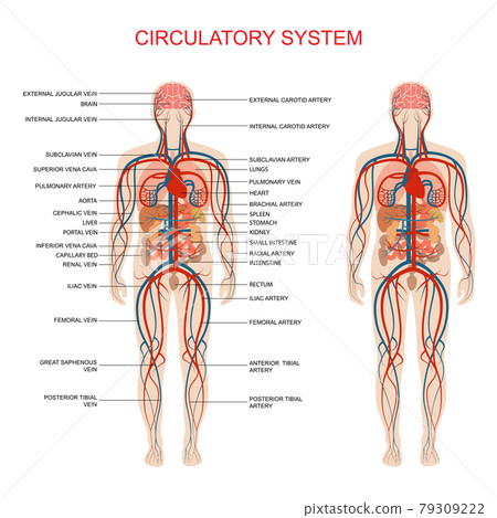 circulatory system, human blood artery circulatory system, human blood artery 79309222