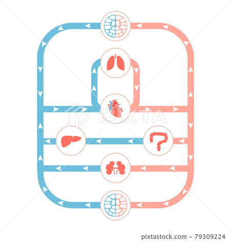 circulatory system, human blood artery circulatory system, human blood artery 79309224