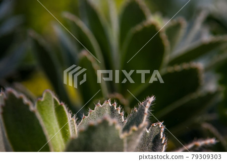 Leucospermum conocarpodendron is endemic to the Cape Peninsula of South Africa. 79309303