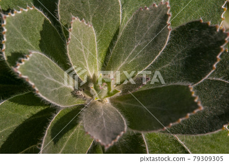 Leucospermum conocarpodendron is endemic to the Cape Peninsula of South Africa. 79309305