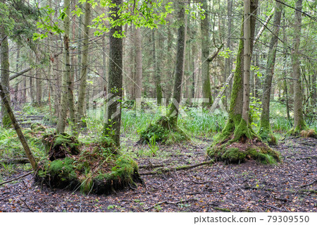 Old Black Alder trees in deciduous forest Old Black Alder trees in deciduous forest 79309550