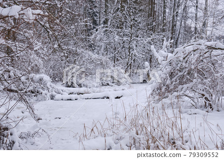 Winter landscape of frozen Lesna River 79309552