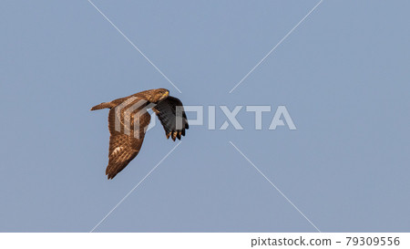 Common buzzard (Buteo buteo) in flight Common buzzard (Buteo buteo) in flight 79309556