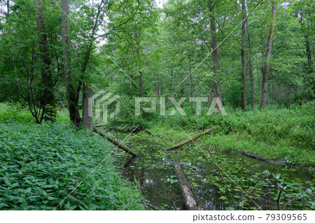 Small natural forest river in sunrise light 79309565