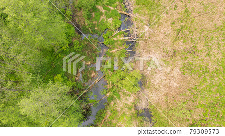 Forest river with dead tree log lying over 79309573