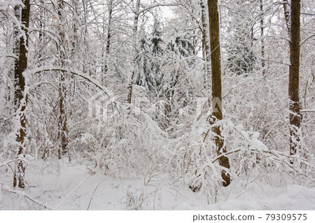 Wintertime landscape of snowy deciduous stand 79309575