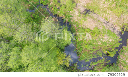 Forest river with dead tree log lying over Forest river with dead tree log lying over 79309629