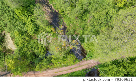 Forest river crosing riparian tree stand 79309631