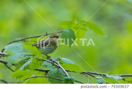 Wood warbler (Rhadina sibilatrix) in spring 79309637
