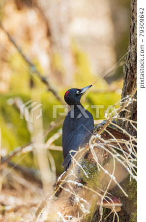 Black Woodpecker (Dryocopus martius) in forest Black Woodpecker (Dryocopus martius) in forest 79309642