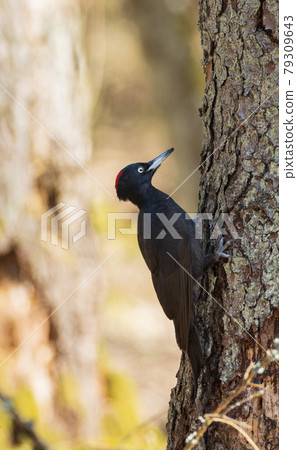 Black Woodpecker (Dryocopus martius) in forest 79309643