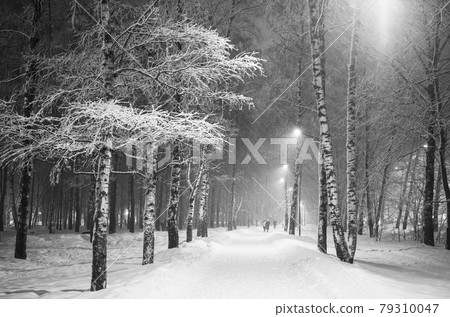 Snowstorm in the city birch park in the evening black and white 79310047