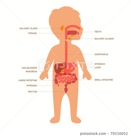 child digestive anatomy child digestive anatomy 79310052