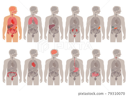 human body anatomy, organs human body anatomy, organs 79310070