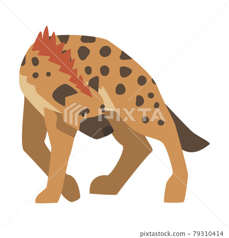 Hyena as Carnivore Mammal with Spotted Coat and Rounded Ears Walking Vector Illustration Hyena as Carnivore Mammal with Spotted Coat and Rounded Ears Walking Vector Illustration 79310414