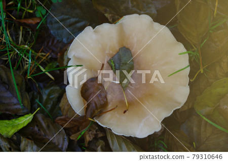 In a clearing in the forest, an edible mushroom grows in the grass in autumn. In a clearing in the forest, an edible mushroom grows in the grass in autumn. 79310646