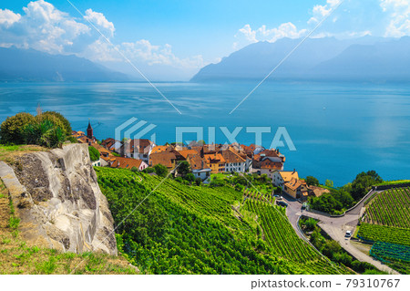 Rivaz village and vineyards on the lake shore, Switzerland 79310767