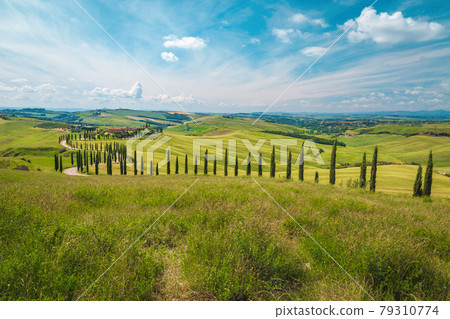 Tuscany rural scenery with grain plantation on the slopes, Italy 79310774