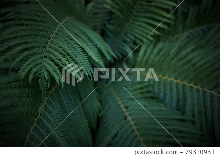 Beautiful background of ferns leaves. Green fern tree growing in summer. Midsummer day background 79310931