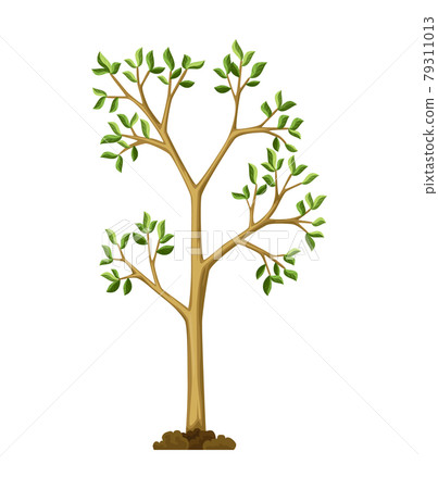 Stage of tree growth. Large tree growth with green leaf and branches. Nature plant illustration 79311013