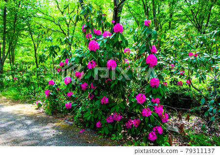 Rhododendron flowers in the state-run Michinoku Forest Lakeside Park 79311137