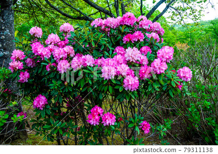 國營的陸奧森林湖濱公園的杜鵑花 79311138