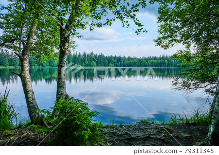 Nature trail - nature reserve Kladska peat bogs in the Region of Karlovy Vary in Czech Republic. Selective focus 79311348