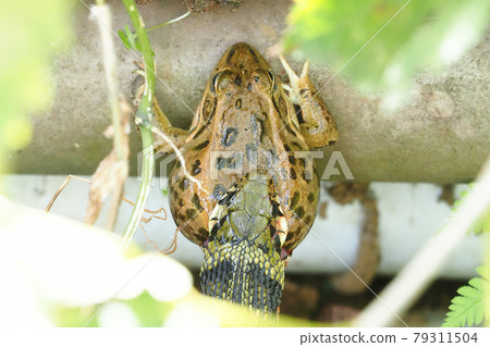 Yamakagashi swallowing Tokyo Daruma frog Yamakagashi swallowing Tokyo Daruma frog 79311504