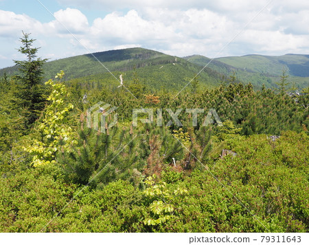 Quite Silesian Beskids Mountains range near Salmopol pass, Poland 79311643