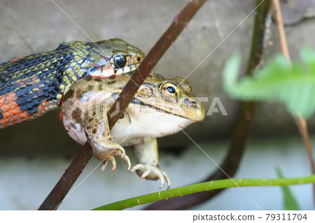 Yamakagashi who is swallowing Tokyo Daruma frog Yamakagashi who is swallowing Tokyo Daruma frog 79311704