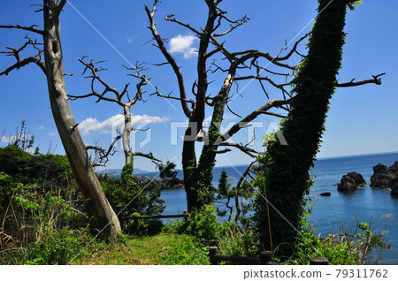 陸奧潮風步道 三陸重建國立公園 唐松半島探索步道 大隈 79311762