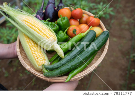 Vegetables harvested in summer <Chiba / Home garden July 2021> 79311777