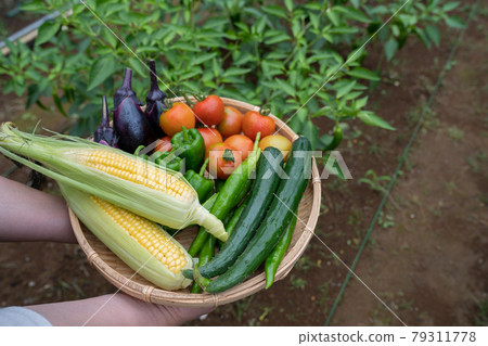 Vegetables harvested in summer <Chiba / Home garden July 2021> 79311778