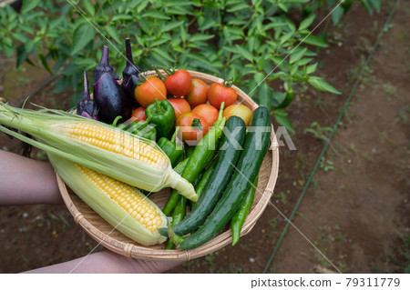 Vegetables harvested in summer <Chiba / Home garden July 2021> 79311779