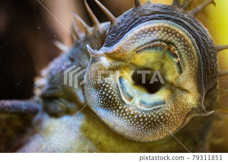 Ancistrus species longfin Bushymouth catfish on aquarium glass. Ancistrus species longfin Bushymouth catfish on aquarium glass. 79311851