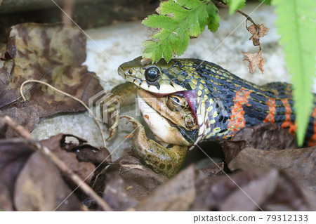 Yamakagashi who is swallowing Tokyo Daruma frog 79312133