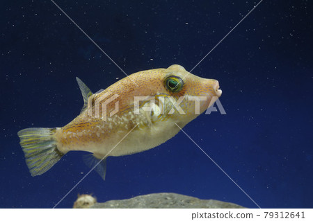 Kitamakura puffer 79312641