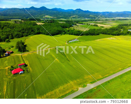 Aerial view of a blue wheat field and a work shed with a red roof in Assabu, Hokkaido in early summer 79312668