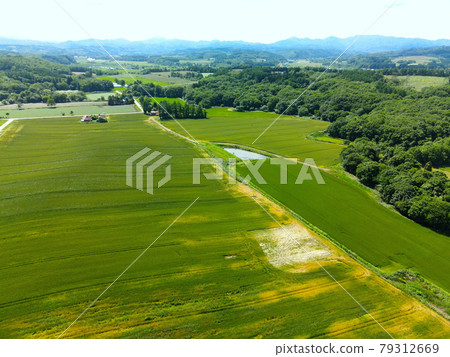 Aerial view of a blue wheat field and a work shed with a red roof in Assabu, Hokkaido in early summer 79312669