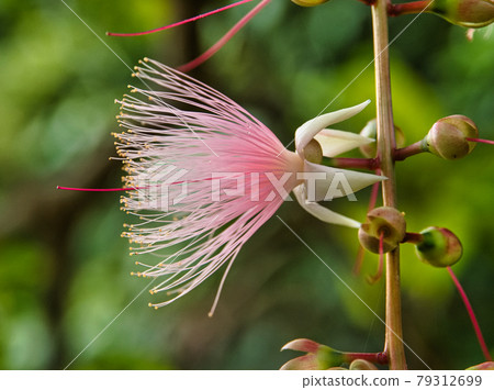 Sagaribana 的特寫 79312699