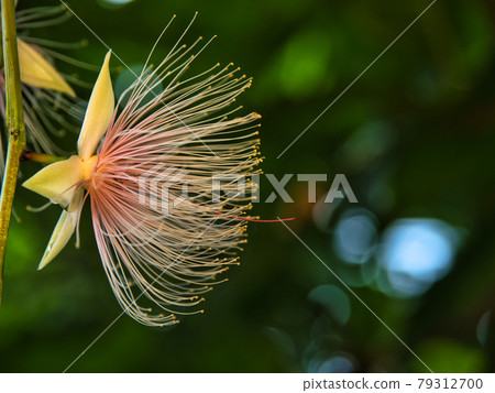 Sagaribana 的特寫 Sagaribana 的特寫 79312700