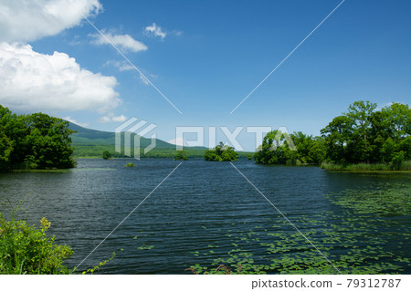 Onuma Park scenery in summer Onuma Park scenery in summer 79312787