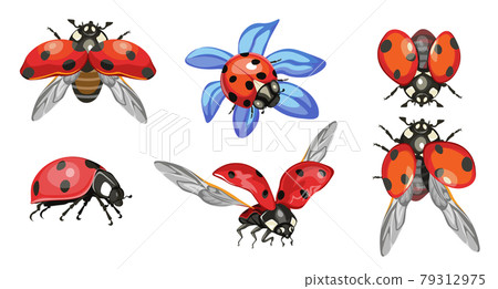 Set Ladybugs, Cute Ladybirds Isolated on White Background, Funny Red Insects With Black Dots and Outspread Wings 79312975
