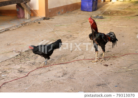 A black rooster is walking. The black hen is walking. The two hens walked to the courtyard in the evening. A black rooster is walking. The black hen is walking. The two hens walked to the courtyard in the evening. 79313070