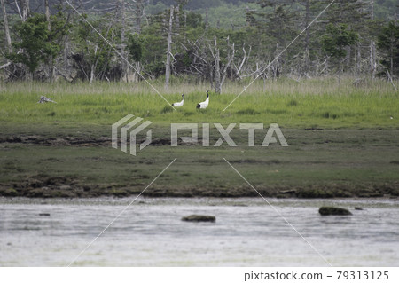 Lake Furen's Japanese crane's turn 79313125