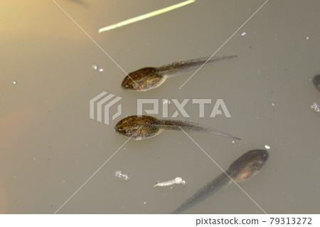 Moria兔子青蛙的幼蟲 79313272